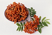 Rowan berries (Sorbus aucuparia)