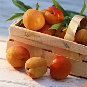 Apricots in chip basket