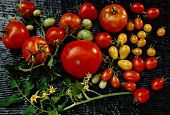Verschiedene Tomaten mit Blüten