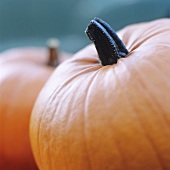 Giant orange pumpkins