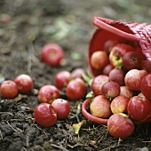 Red apples falling out of a red basket