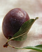 A plum with leaves