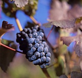 Pinot Noir grapes on the vine, Meran, S. Tyrol