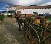 Gelesene Weintrauben auf Pferdeanhänger, Kastilien, Spanien