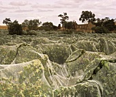 Nets protect against birds, Eden Valley, Australia