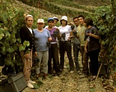 Harvest worker in vineyard, Taylors Fladgate &Yeatman, Portugal
