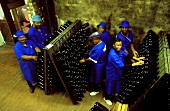 Worker at pupitres, Buitenverwachting Winery, S. Africa