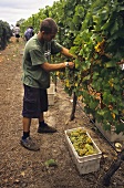 Picking ripe Chardonnay grapes, Devil's Lair, Australia
