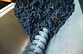 Grapes in grape mill or "screw", Midi, France 