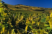 Very good wines grow on "Brand" vineyards, Turckheim