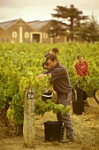 Harvest time at Wynns Winery, Coonawarra, S. Australia
