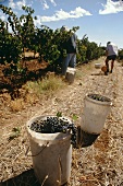 Picking grapes by hand, Peter Lehmanns, Barossa Valley