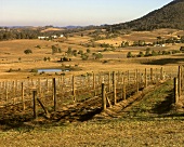 Weinberg vom Wein-Gigant Southcorp, Hunter Valley, Australien