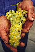 Hands holding freshly picked grapes, Barossa, Australia