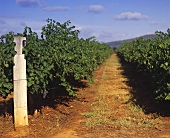 Rows of vines in vineyard of Rosemount Winery, Mudgee, NSW
