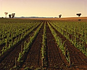 New vineyard, Cumbandry, Rosemount Winery, Mudgee, NSW