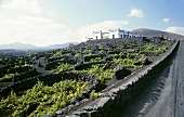 Weinanbau auf fruchtbarem Vulkanboden, La Geria, Lanzarote