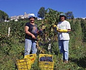 Frauen bei der Weinlese, Montepulciano d'Abruzzo, Italien