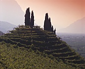 Vineyard with cypresses, Trentino, Italy