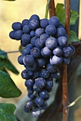 Blaue Trauben der Sorte Nebbiolo, Barolo, Piemont, Italien