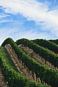Weinberg im Weingebiet Côte de Nuits, Burgund, Frankreich