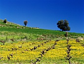 Frühlingsblüten im Weinberg bei Kannaviou, Paphos, Zypern