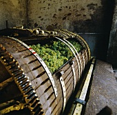 Muscadet-Trauben in der Weinpresse,Clisson,Loire,Frankreich