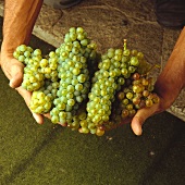A few types of white table grapes held in hands