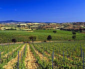 Weinberge bei Val delle Rose von Cecchi, Grosseto, Toskana