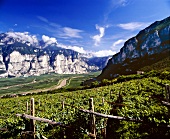 Blick von San Michele all'Adige auf das Adige-Tal, Trentino