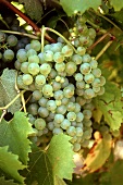 Welschriesling grapes on the vine, Rust, Burgenland