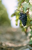 Pinot Noir grapes in vineyard