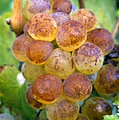 Sémillon-Trauben, ausgezeichnete Weißwein-Rebsorte.