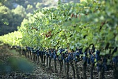 Vineyard, Domaine Hauvette, les Baux-de-Provence, Rhone