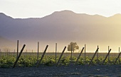 Weinanbaugebiet in Casablanca Valley, Chile