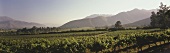 Errazuriz-Panquehue vines, Aconcagua Valley, Chile