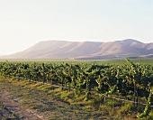 Bien Nacido Vineyard, Au Bon Climat, Santa Maria Valley, USA