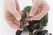 Preparing mussels in wine stock, step 1: debearding the mussels
