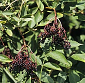 Schwarze Holunderbeeren (Sambucus nigra L.) am Strauch