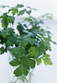 Bunch of parsley in a glass