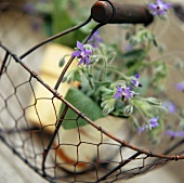 Flowering borage plants in a metal basket