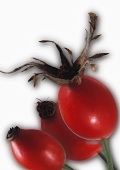 Three rose hips in artistic surreal shot