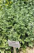 Wormwood in a bed (Artemisia absinthium)