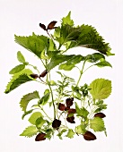 Various types of basil with shiso leaves