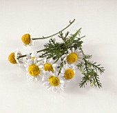 Camomile flowers on white background