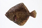 A turbot