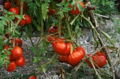 Géante Vincent tomatoes on the vine