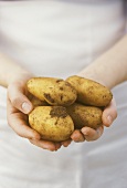 Hands holding fresh potatoes with soil