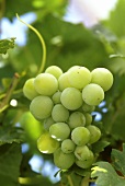 Muscat (or Muskateller) grapes on the vine