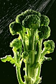 Sprig of broccoli with splashes of water